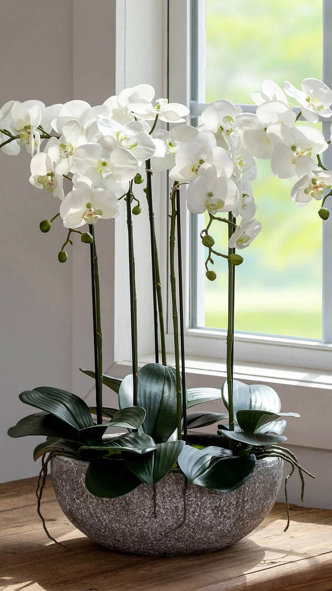 Phalaenopsis Orchid Plant in Concrete Bowl