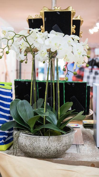 Phalaenopsis Orchid Plant in Concrete Bowl
