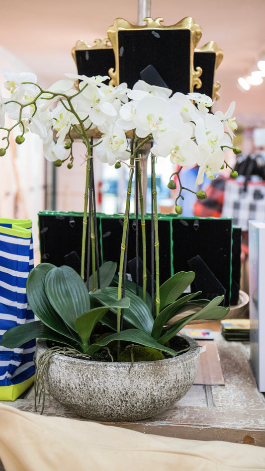 Phalaenopsis Orchid Plant in Concrete Bowl